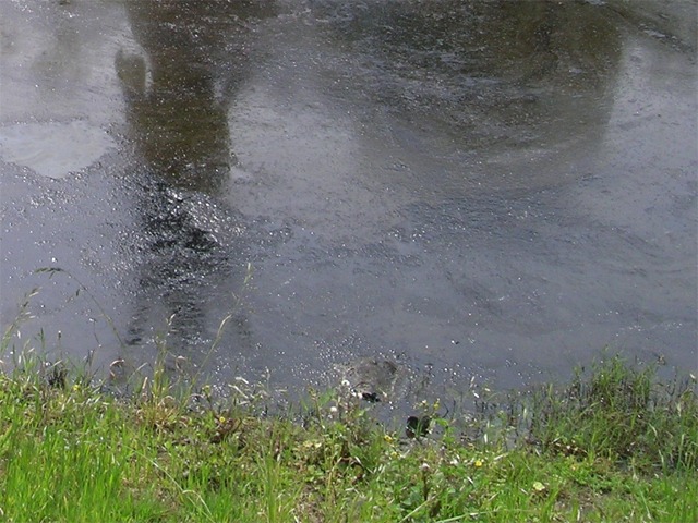 la_brea_tar_pits_01