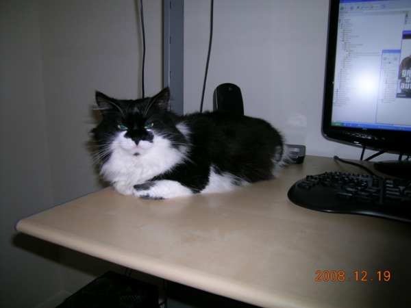 Cat on table