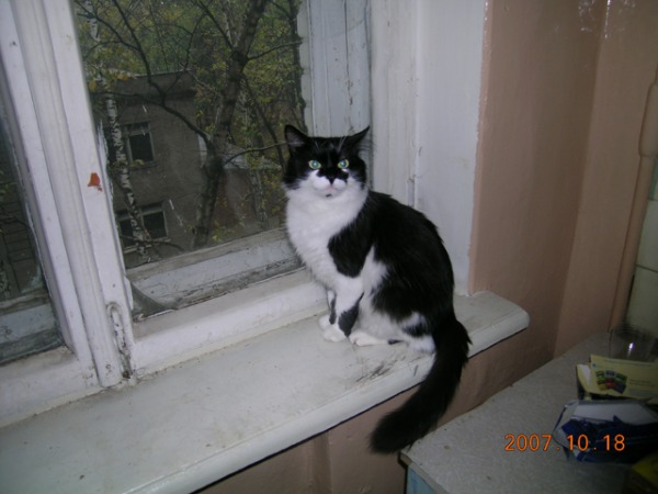 Surprised cat
