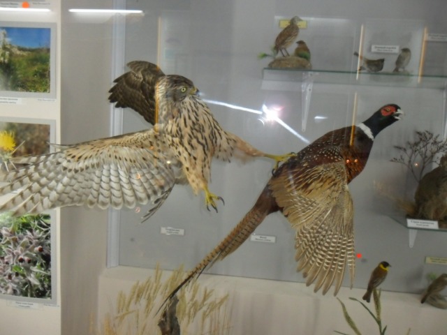SAM_0946