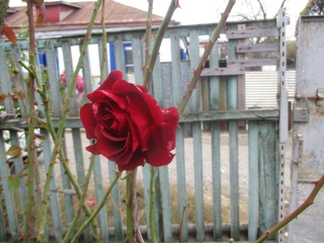 010