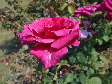 019