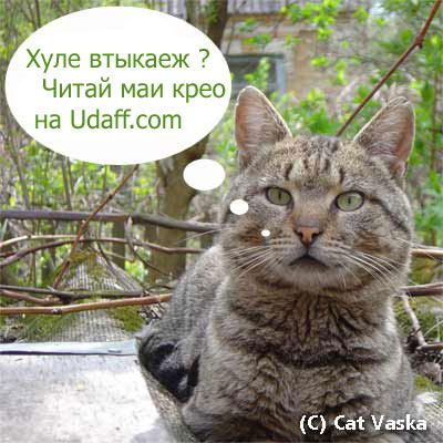 Cat Vaska