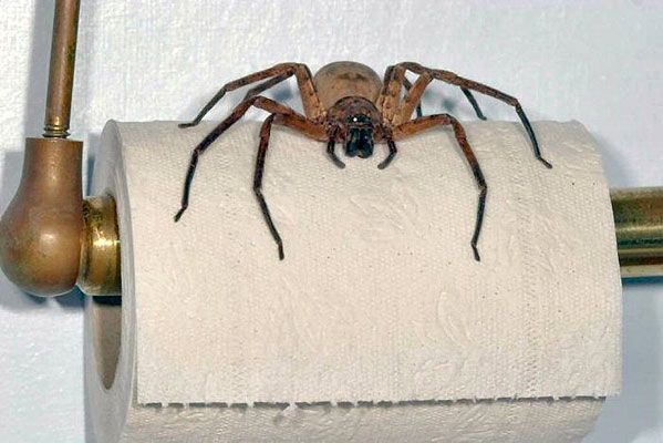 Pauchok Anansi