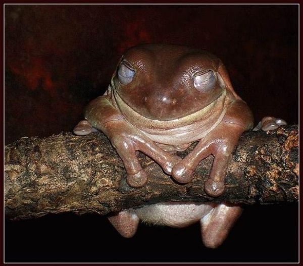 gazonokos