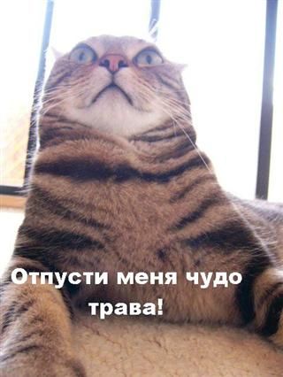 Понаахуели??