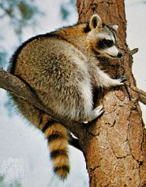 Лёгкий