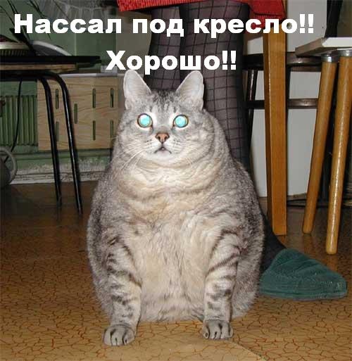 Падонаг Тони