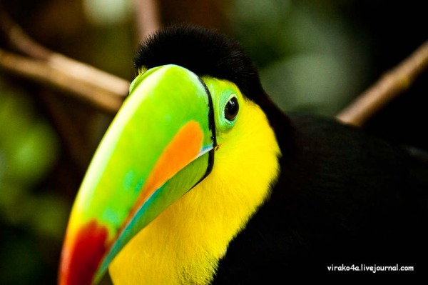 Распиздяй например